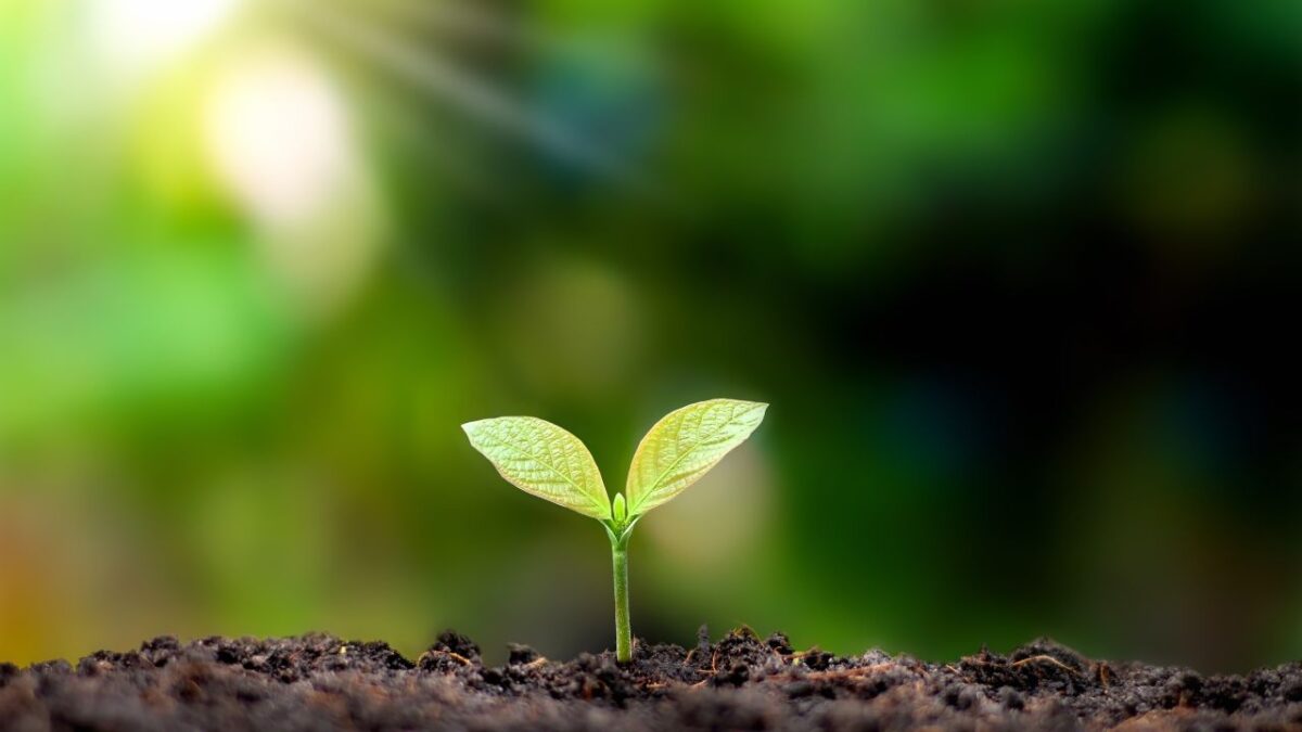 Volver a construir una vida valiosa después de una pérdida